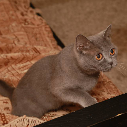 Швейцарский котёнок